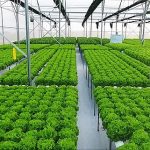 Chọn - lai giống cây trồng bằng khoa học công nghệ cao