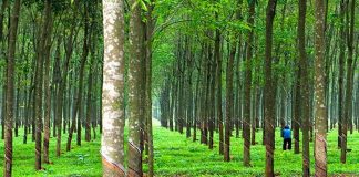 Kiến thức trồng chăm sóc cây cao su từ A tới Z