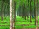Kiến thức trồng chăm sóc cây cao su từ A tới Z