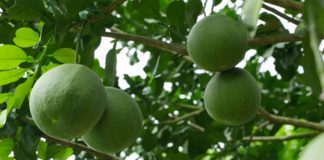 Đòn bẩy phát triển cây ăn trái tại Sóc Trăng - Quy hoạch vùng trồng