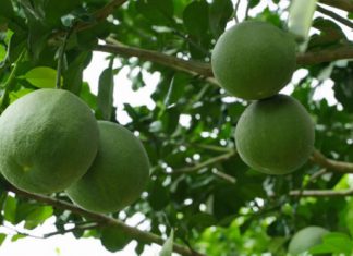 Đòn bẩy phát triển cây ăn trái tại Sóc Trăng - Quy hoạch vùng trồng