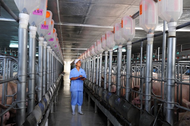 Mô hình chăn nuôi công nghệ cao tiết kiệm sức lao động