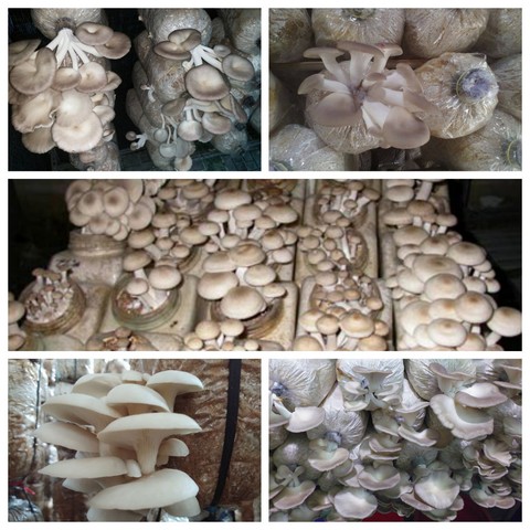 Trồng nấm ăn theo quy mô công nghiệp hiệu quả cao của Chị Hàng Châu Trang  Tại Huyện Củ Chi