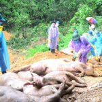 ắc xin Dịch tả lợn châu Phi