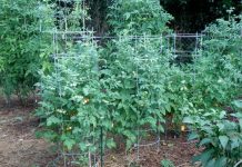 kỹ thuật trồng cà chua bi