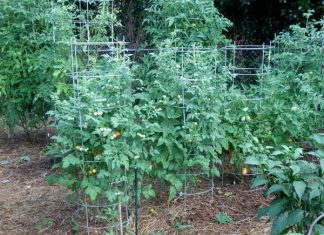 kỹ thuật trồng cà chua bi