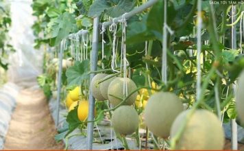 Kỹ thuật trồng dưa lưới trong nhà kính đang thịnh hành ở nước ta