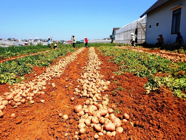 Khoai tây thường được gieo trồng vào cuối tháng 10 dương lịch