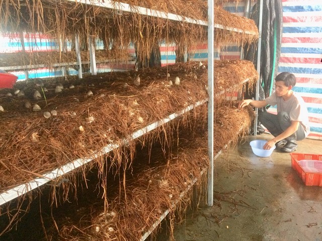 Có thể trồng nấm rơm bằng mùn cưa trên kệ đặt trong nhà