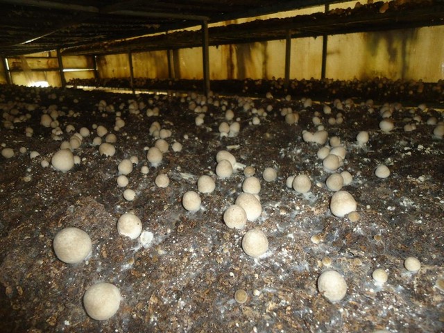 Kỹ thuật trồng nấm rơm bằng mùn cưa dễ áp dụng tại nhà