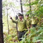 phát triển lâm nghiệp bền vững