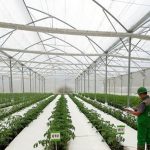 nền nông gnhiệp không dùng đất