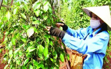 Loay hoay ngành tiêu Việt ngành tiêu Việt