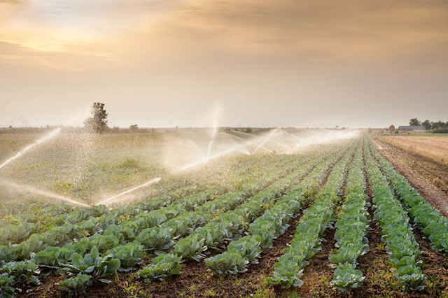 Bạn đã biết gì về nông nghiệp công nghệ cao Israel?