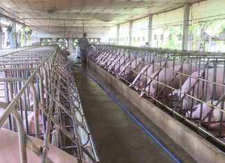 Tại sao mô hình nuôi heo công nghệ cao ngày càng được quan tâm?