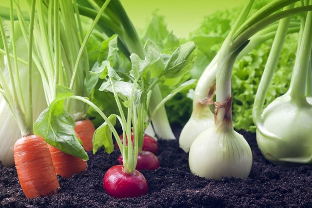 Phân hữu cơ giúp rau củ phát triển tốt, không gây hại cho con người