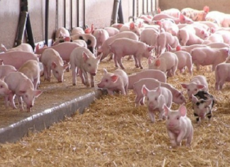 Tái đàn lợn sau dịch tả lợn châu Phi tái đàn lợn