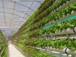 trồng rau màu trong nhà kính