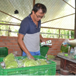trồng rau sạch theo phương pháp thủy canh