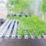 trồng rau thủy canh tại nhà