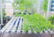 trồng rau thủy canh tại nhà