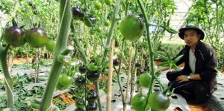 trồng cà chua bằng giá thể trong nhà kính