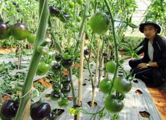 trồng cà chua bằng giá thể trong nhà kính