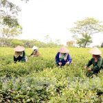 nông thôn công nghệ cao