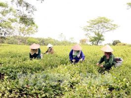 nông thôn công nghệ cao