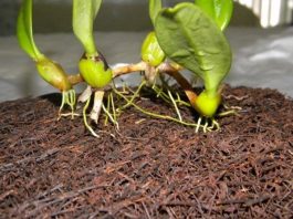 7 loại giá thể phổ biến cho người chơi lan dớn dương xỉ