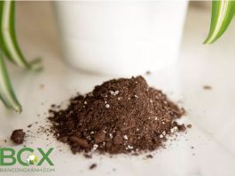 Đất trộn hữu cơ trồng cây nội thất và cây trồng trong chậu 1