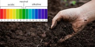 Độ pH của đất là gì và tầm quan trọng của pH đối với cây trồng