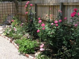 hướng dẫn chuẩn bị bầu đất trồng hoa hồng 2