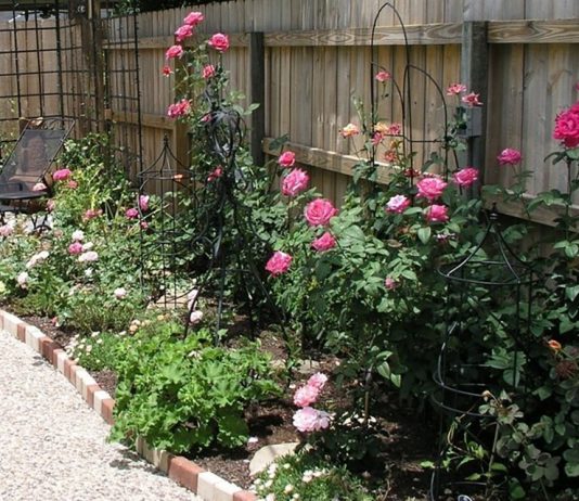 hướng dẫn chuẩn bị bầu đất trồng hoa hồng 2