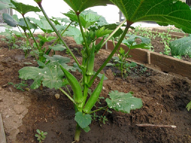 Bạn có thể trồng đan xen cây đậu bắp với những loại rau ăn lá khác