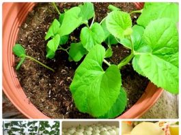 Chia sẻ kỹ thuật trồng dưa lê cho quả siêu ngọt, năng suất cao hàng năm