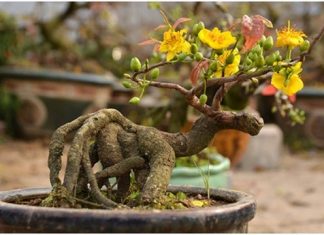 Chia sẻ kỹ thuật trồng mai vàng đẹp đem lại lợi nhuận cao