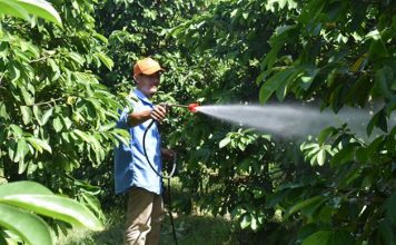 kỹ thuật trồng mãng cầu xiêm sớm ra trái vẫn đảm bảo chất lượng