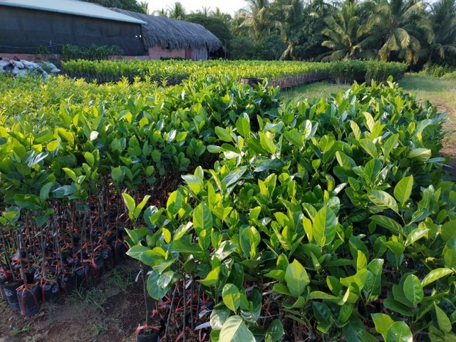 Mít Thái có thể trồng được bằng cây giống hoặc ươm và ghép giống trên gốc loại mít khác