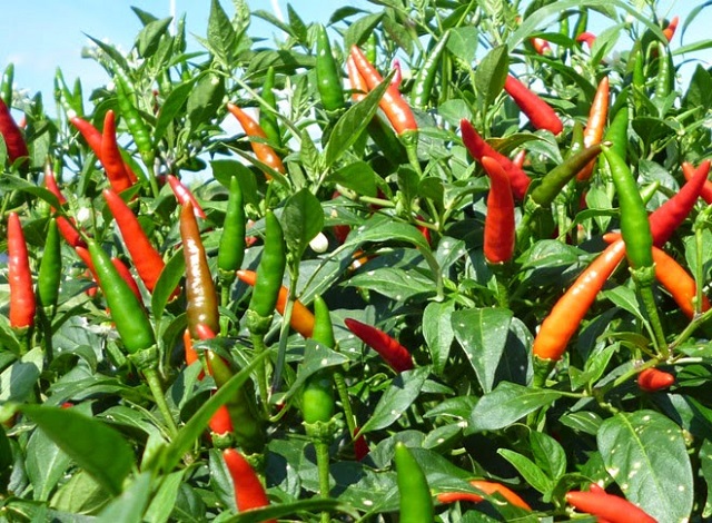 Kỹ thuật trồng ớt chánh phong cho nhiều trái với chất lượng tốt nhất