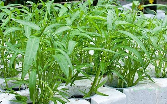 Những điều cơ bản nhất trong kỹ thuật trồng rau muống sạch