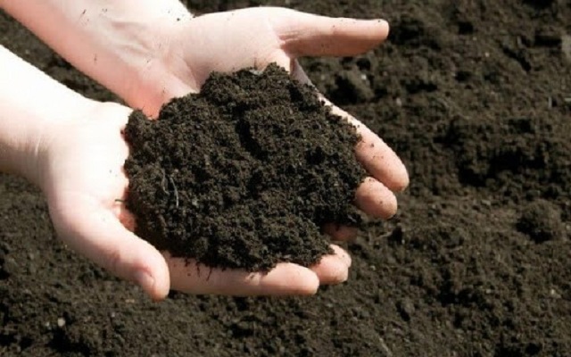 Có thể trộn phân bò ủ hoai vào đất để tăng độ tơi xốp