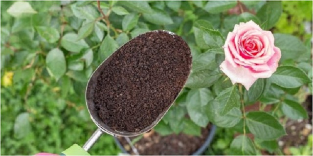 Sử dụng phân bón cho hoa hồng giúp cây phát triển toàn diện