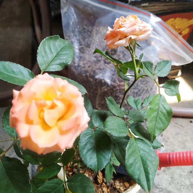 Việc trồng hoa hồng trong chậu sẽ có cách bón phân khác biệt so với trồng hoa ngoài vườn