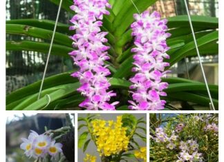 Phân bón cho lan và những điều không thể làm ngơ