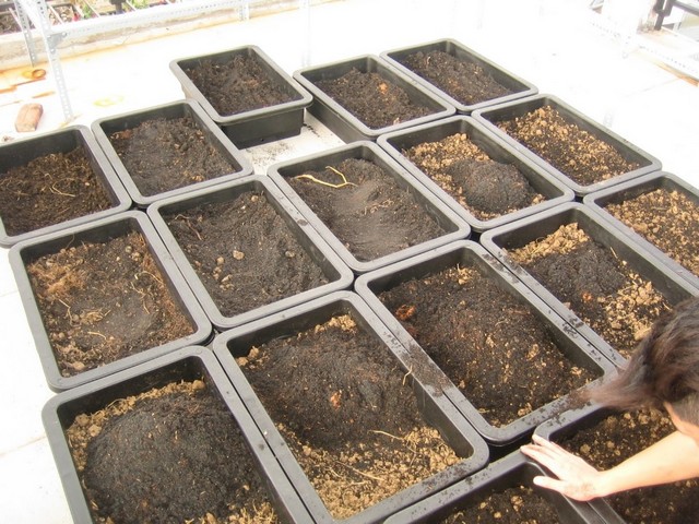 Đất cần được làm trước khi cho vào các thùng xốp trồng rau cải