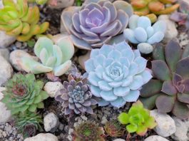 Học hỏi kỹ thuật trồng sen đá đơn giản vẫn đẹp “ngất ngây”