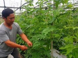 Trồng rau sạch tại nhà – giải pháp số 1 cho sức khỏe và tài chính Trồng rau sạch tại nhà