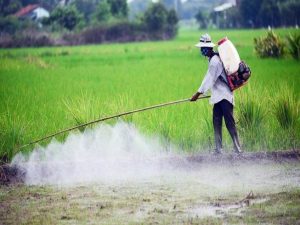 ruộng lúa bị phun thuốc trừ sâu
