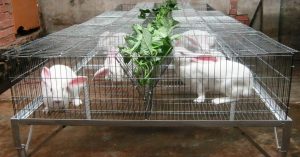 kỹ thuật nuôi thỏ